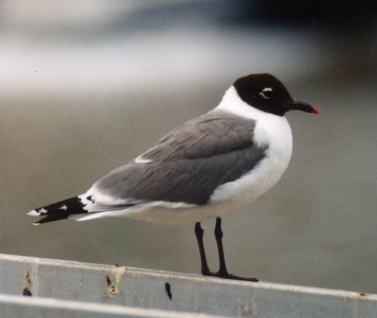 Mouette de Franklin