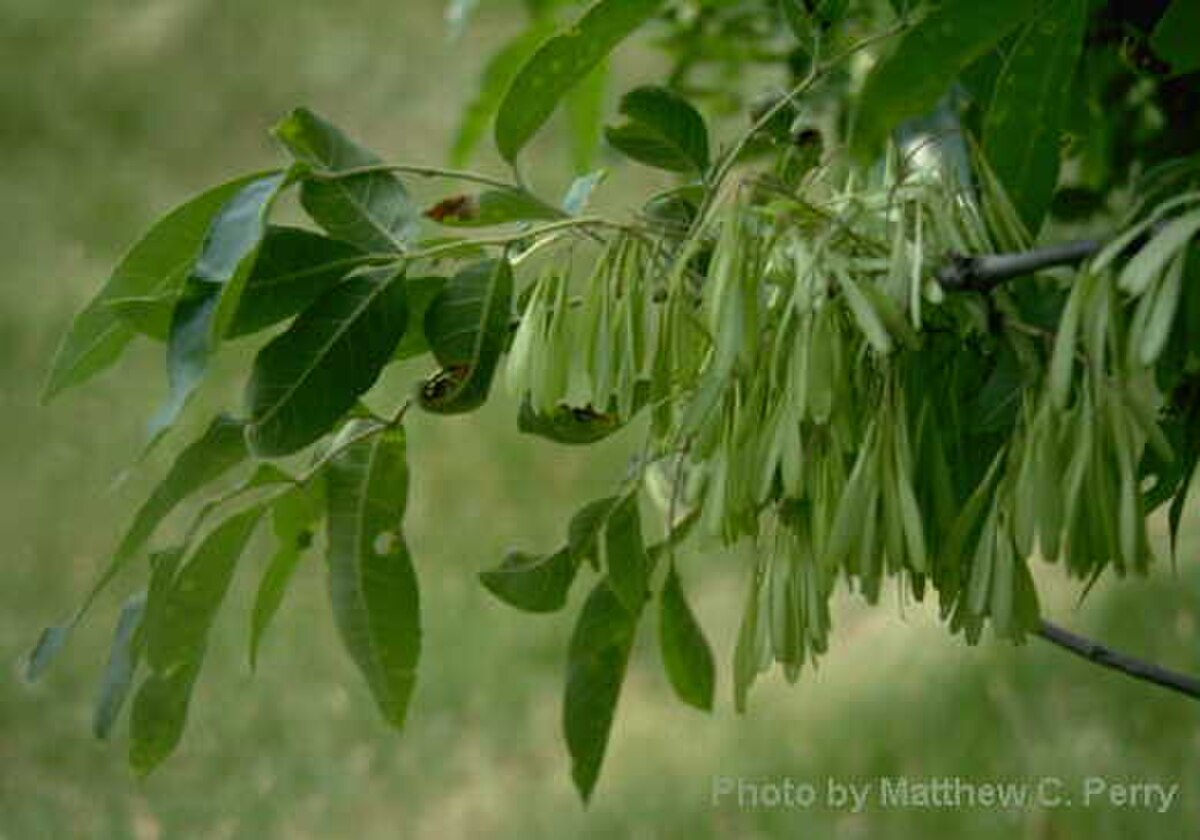 Branche de Fraxinus americana