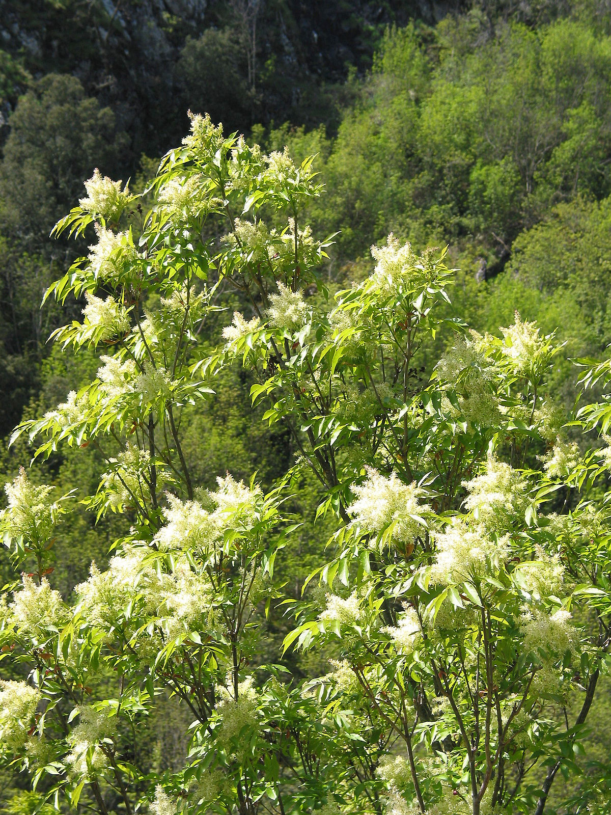 Frêne à fleurs