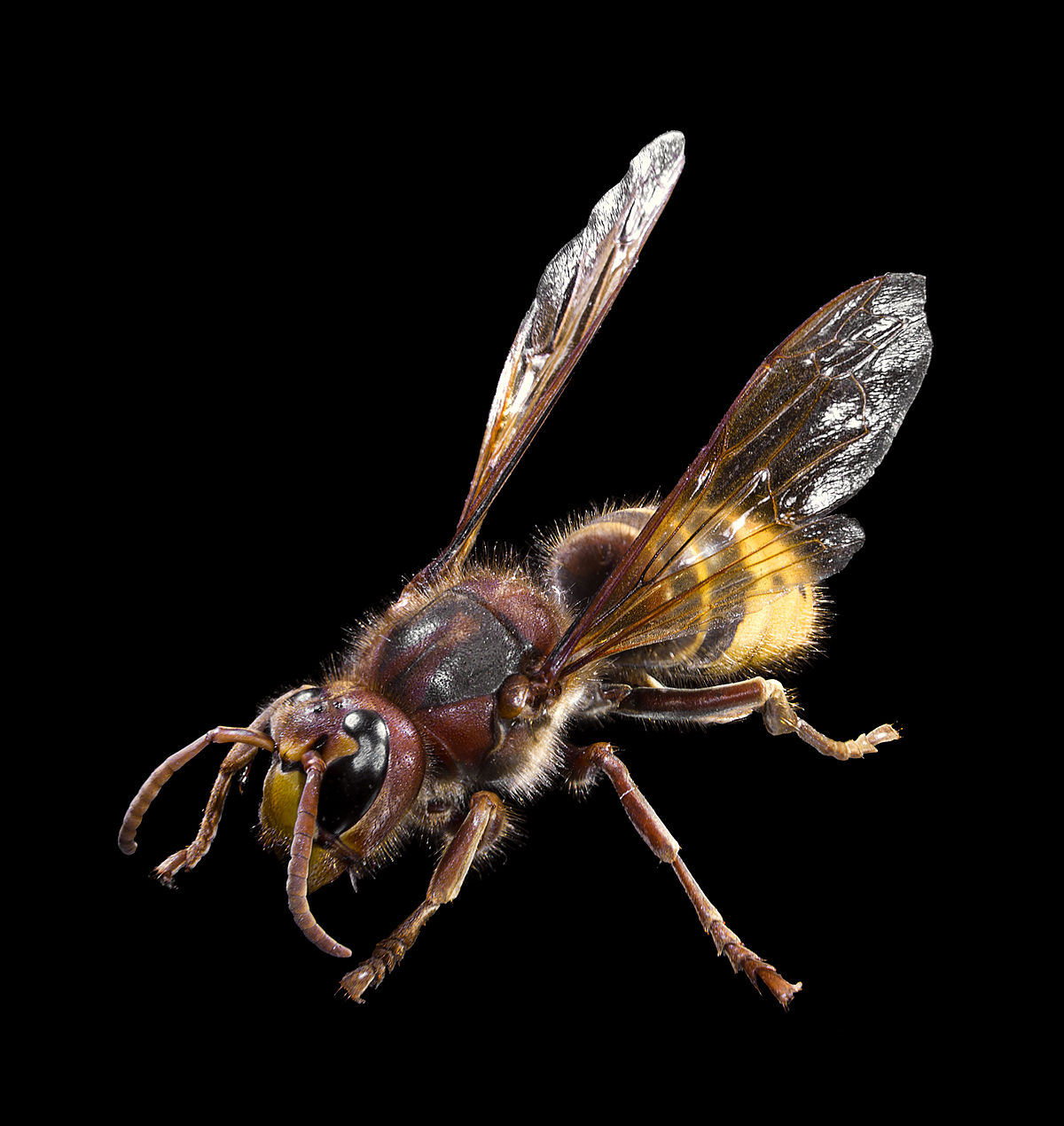Vespa crabro