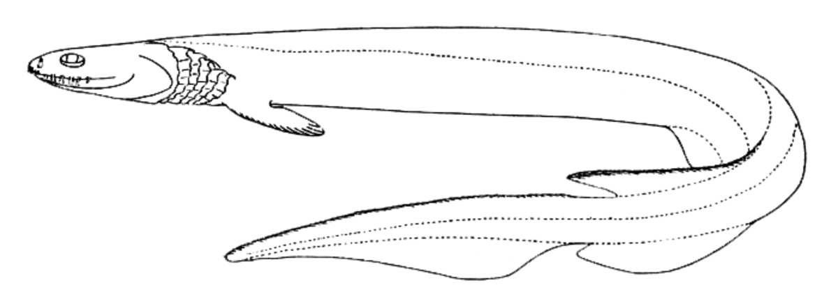 Hexanchiformes