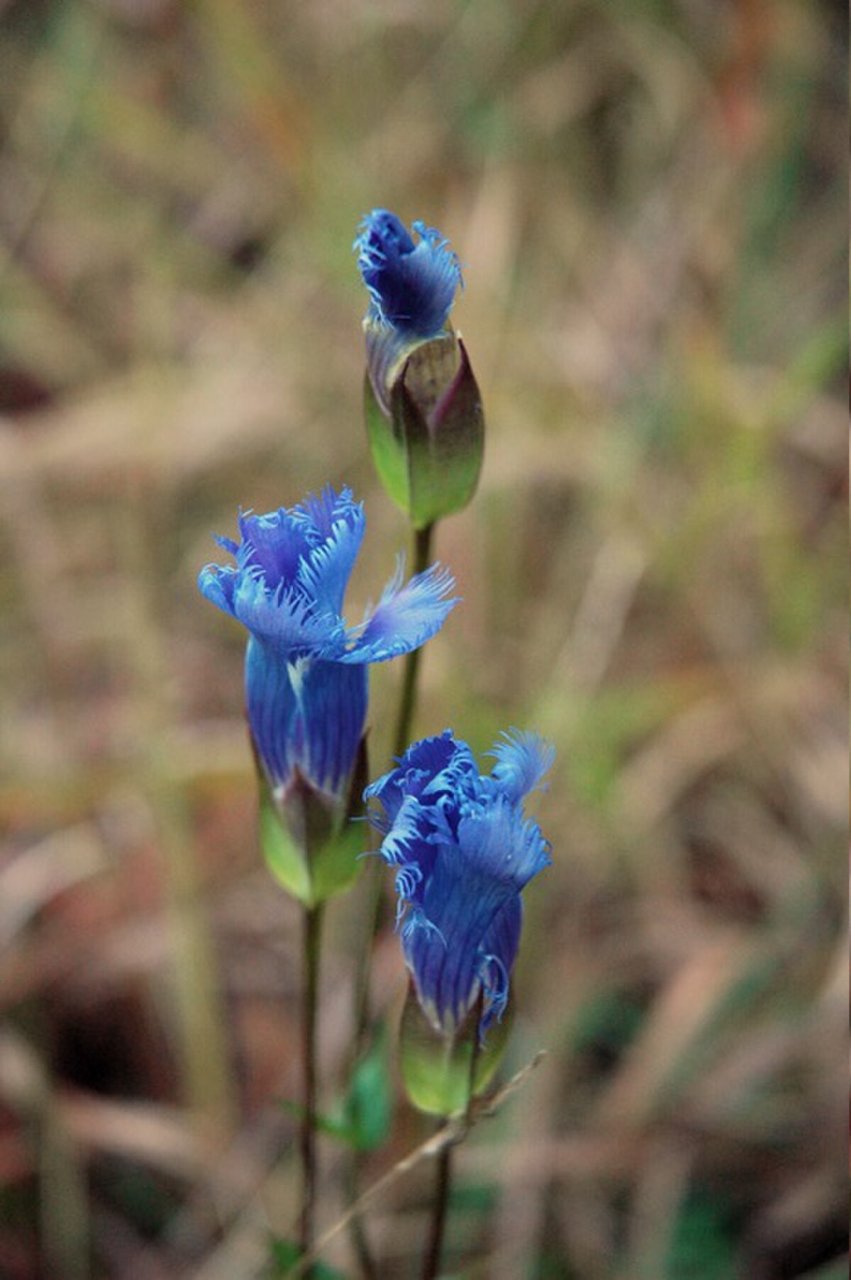 Gentianopsis crinita