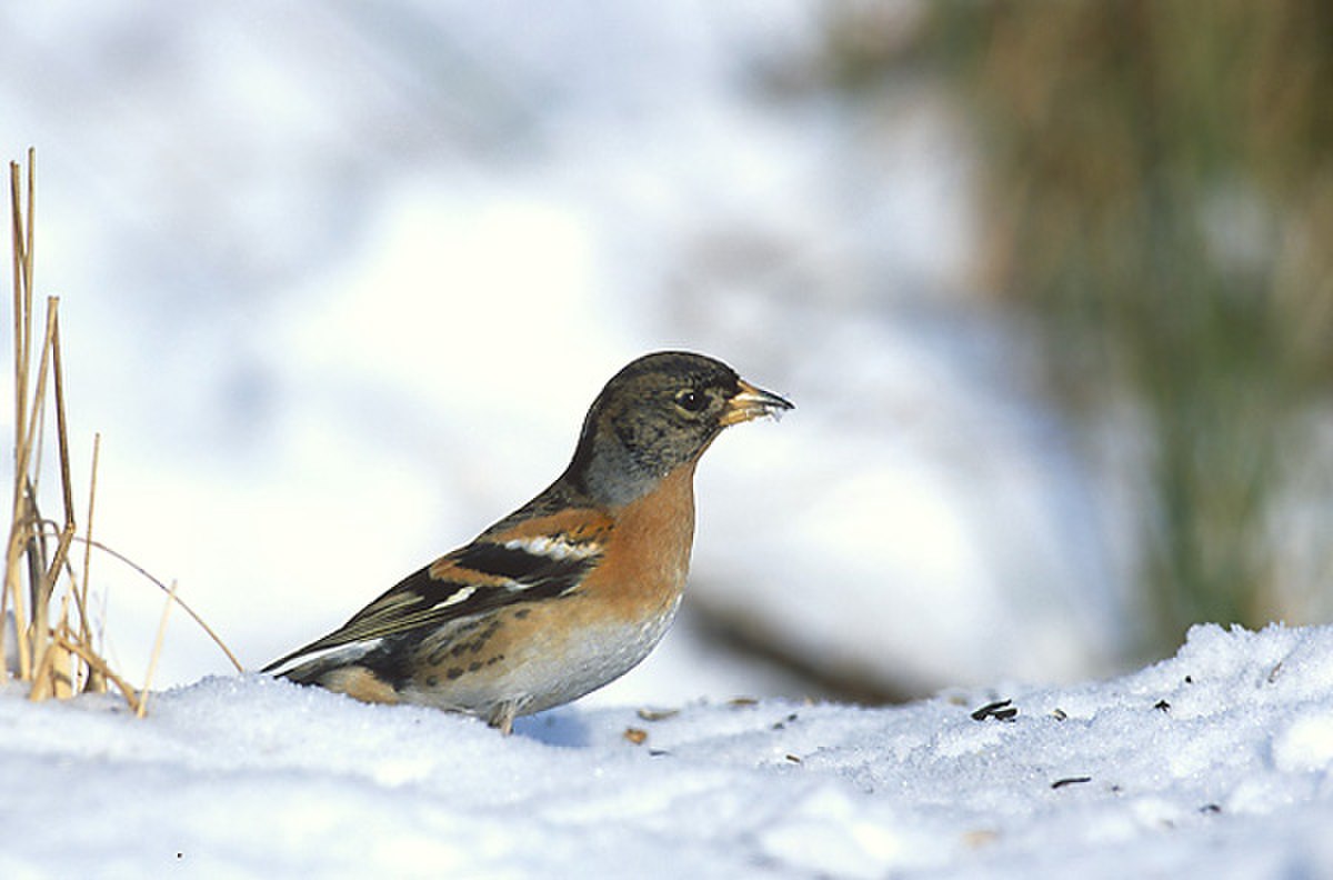 Pinson du Nord
