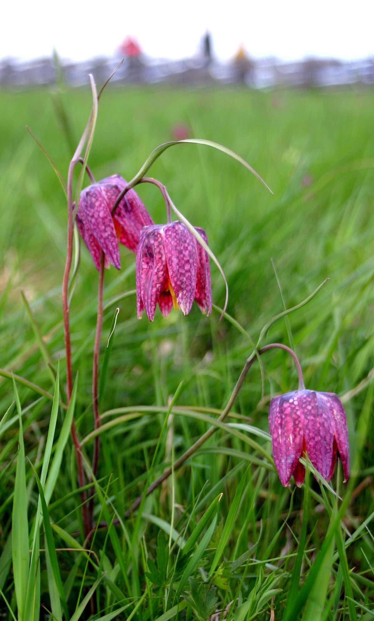 Fritillaire