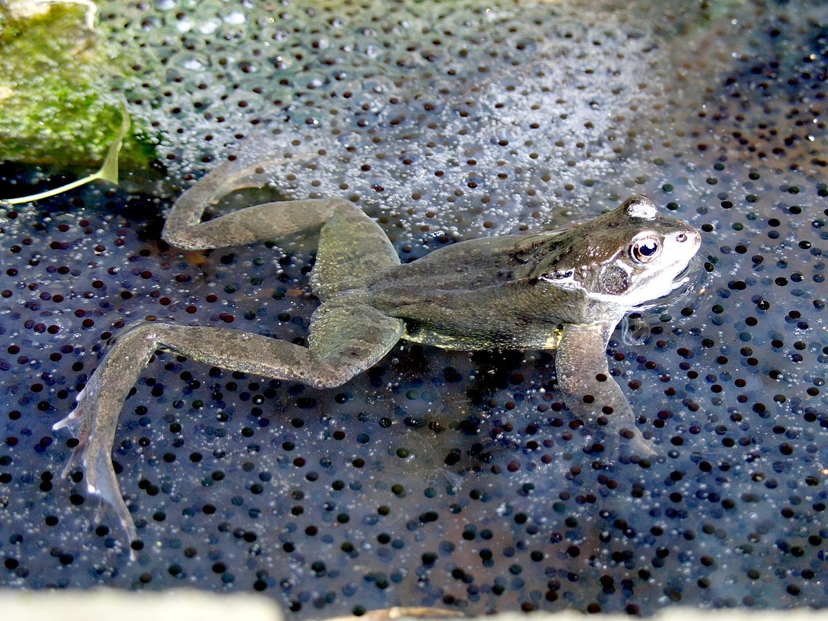 Reproduction (biologie)