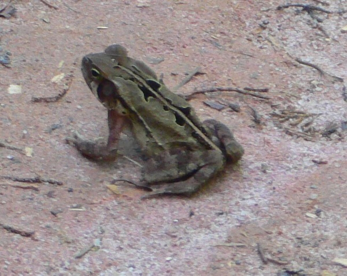 Rhinella crucifer
