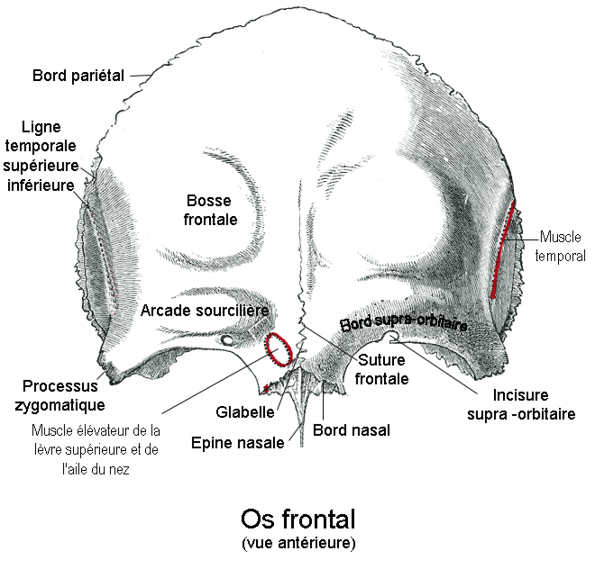 Os frontal
