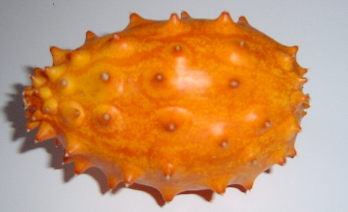 Cucumis metulifer