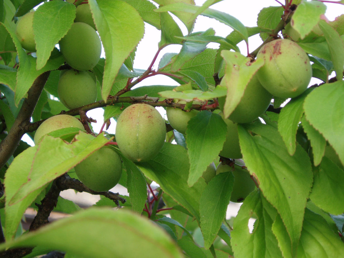 Fruits de Prunus mume
