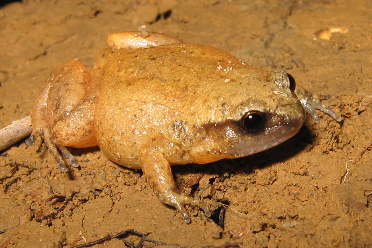 Austrochaperina fryi