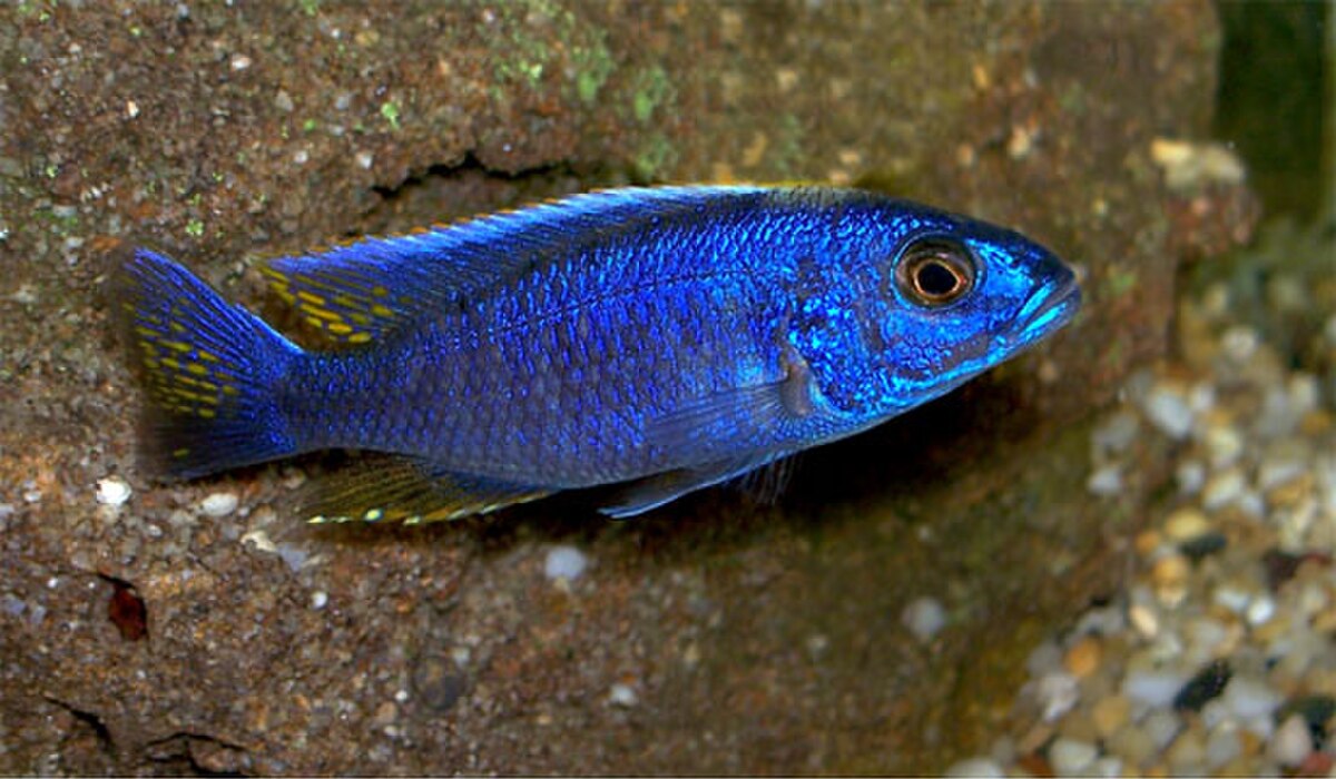 Sciaenochromis