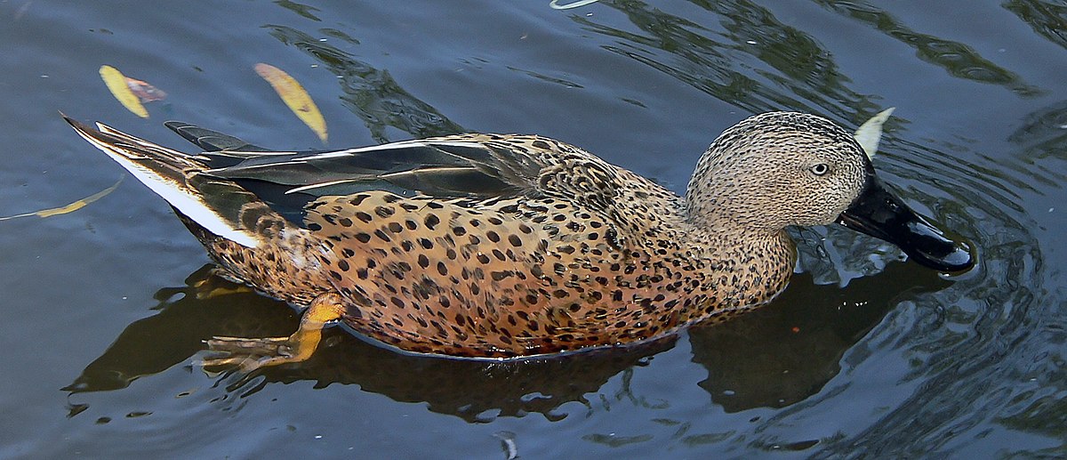 Canard spatule