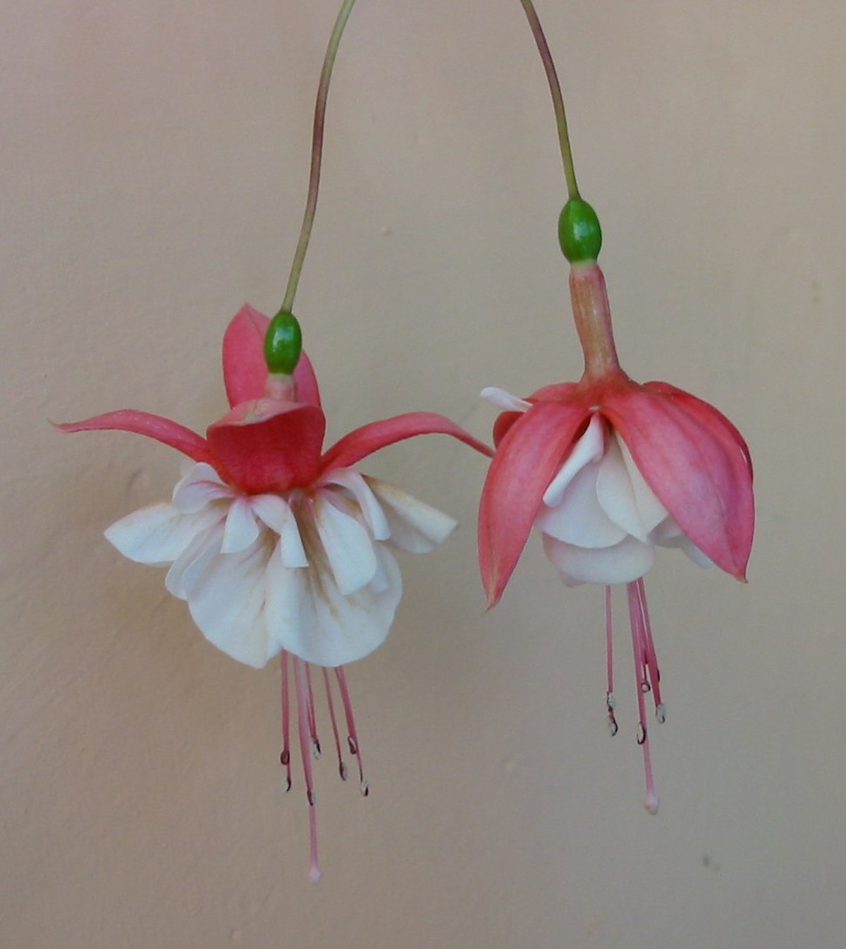 Fleurs doubles