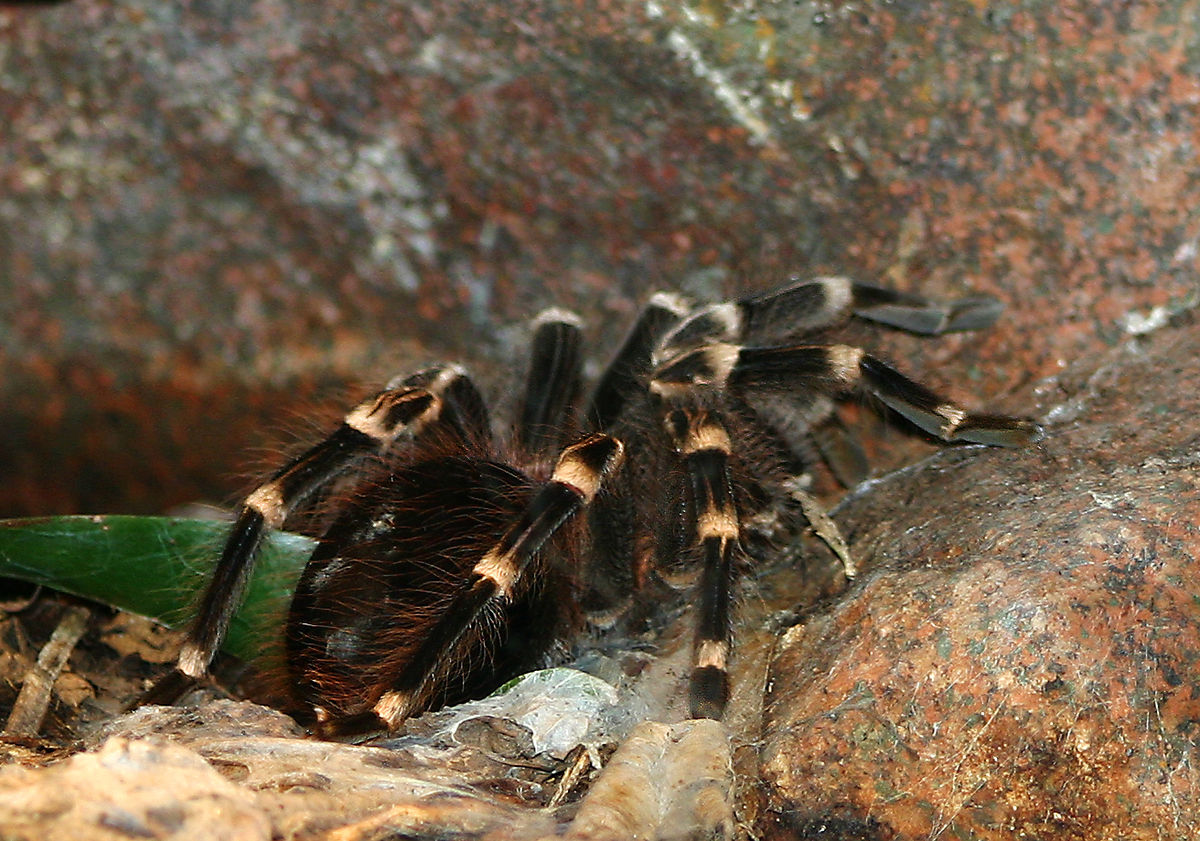 Acanthoscurria