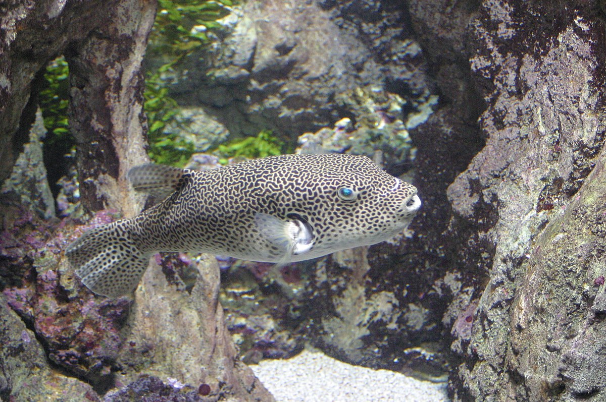 Fugu à l'aquarium du Trocadéro