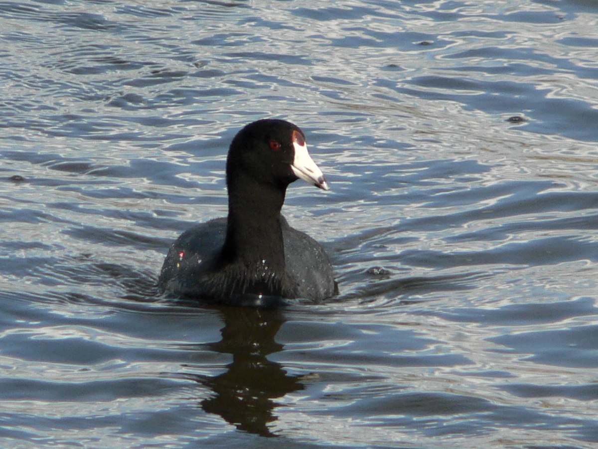 Fulica americana 00895t.jpg
