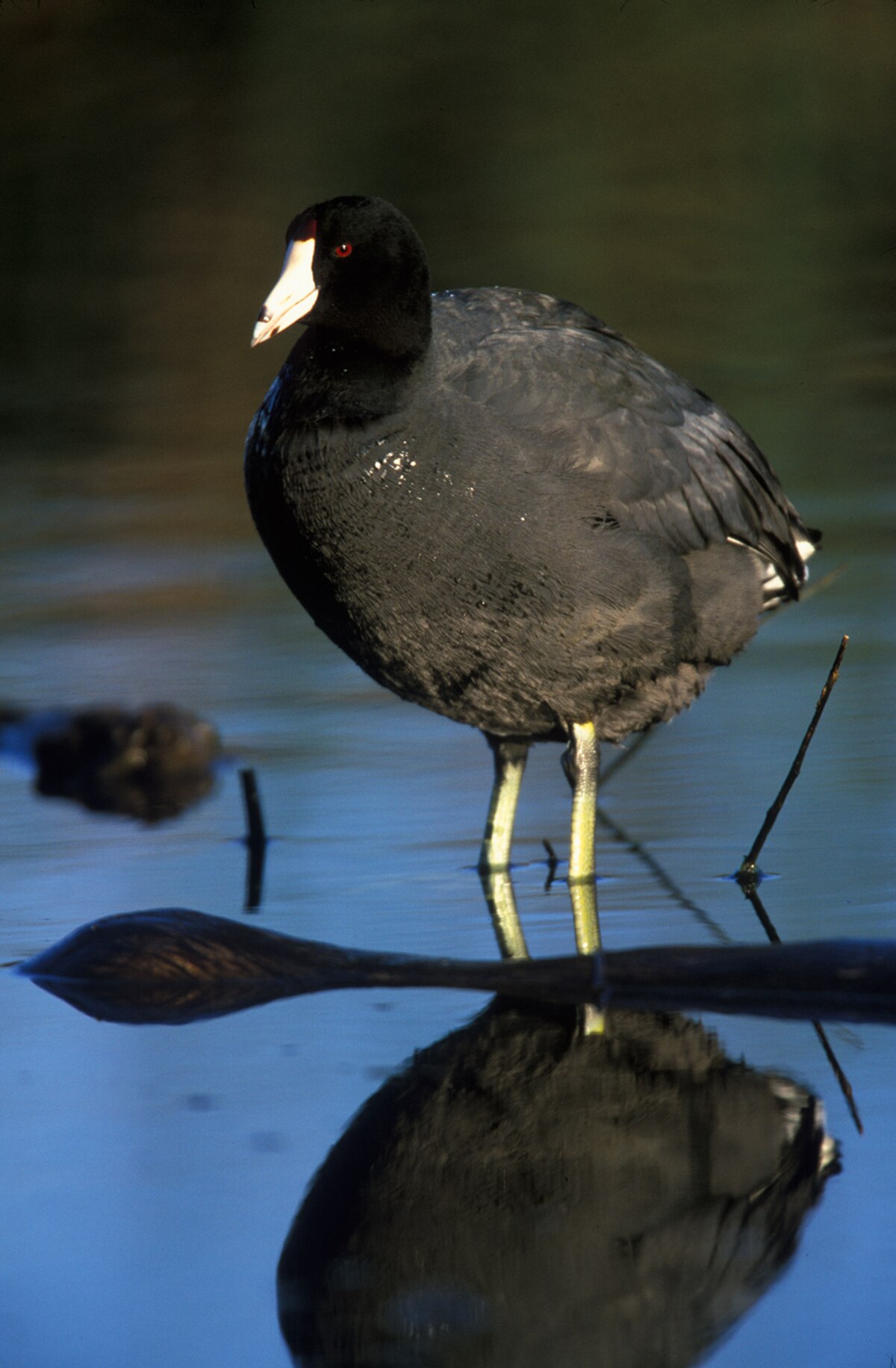 Fulica