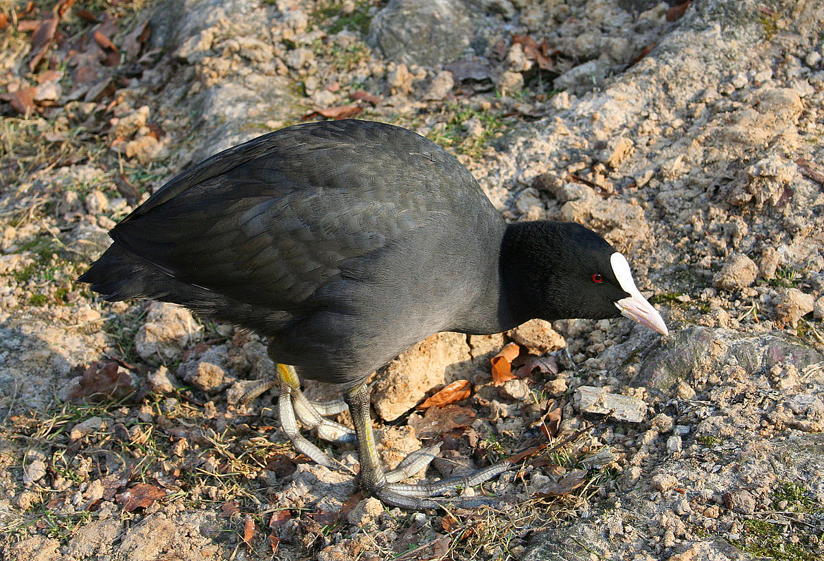 Fulica atra JPG1a.jpg