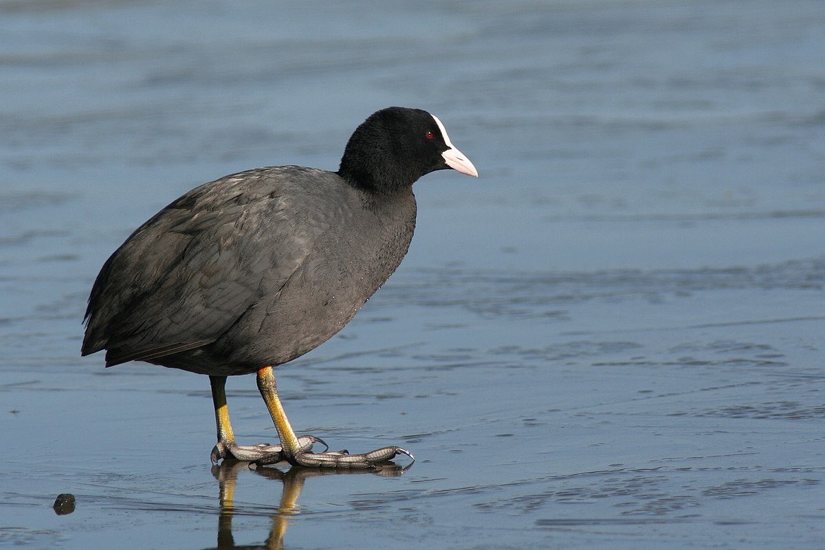 Fulica atra on ice.jpg
