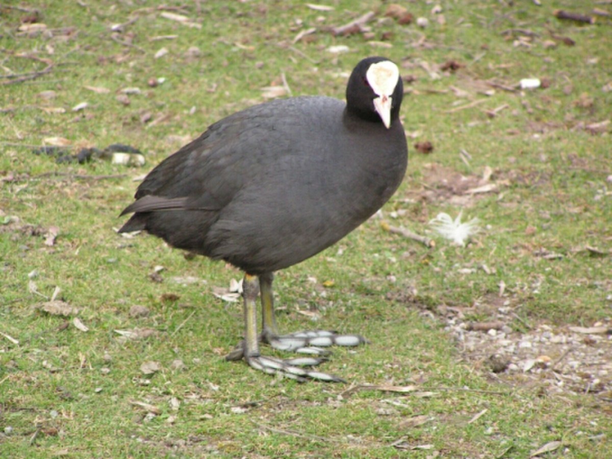 Fulica atra.jpg