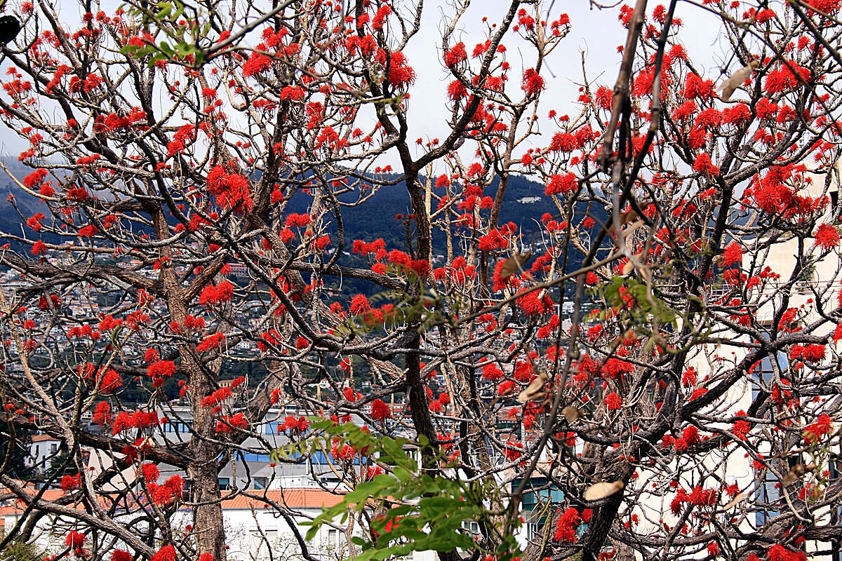 Funchal - Erythrina abyssinica (Korallenbaum) IMG 2097.JPG