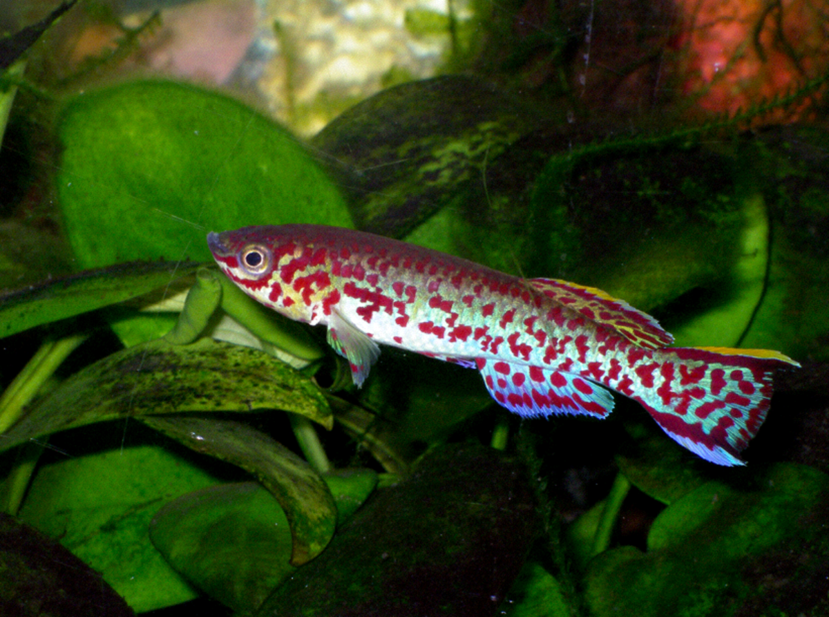 Fundulopanchax