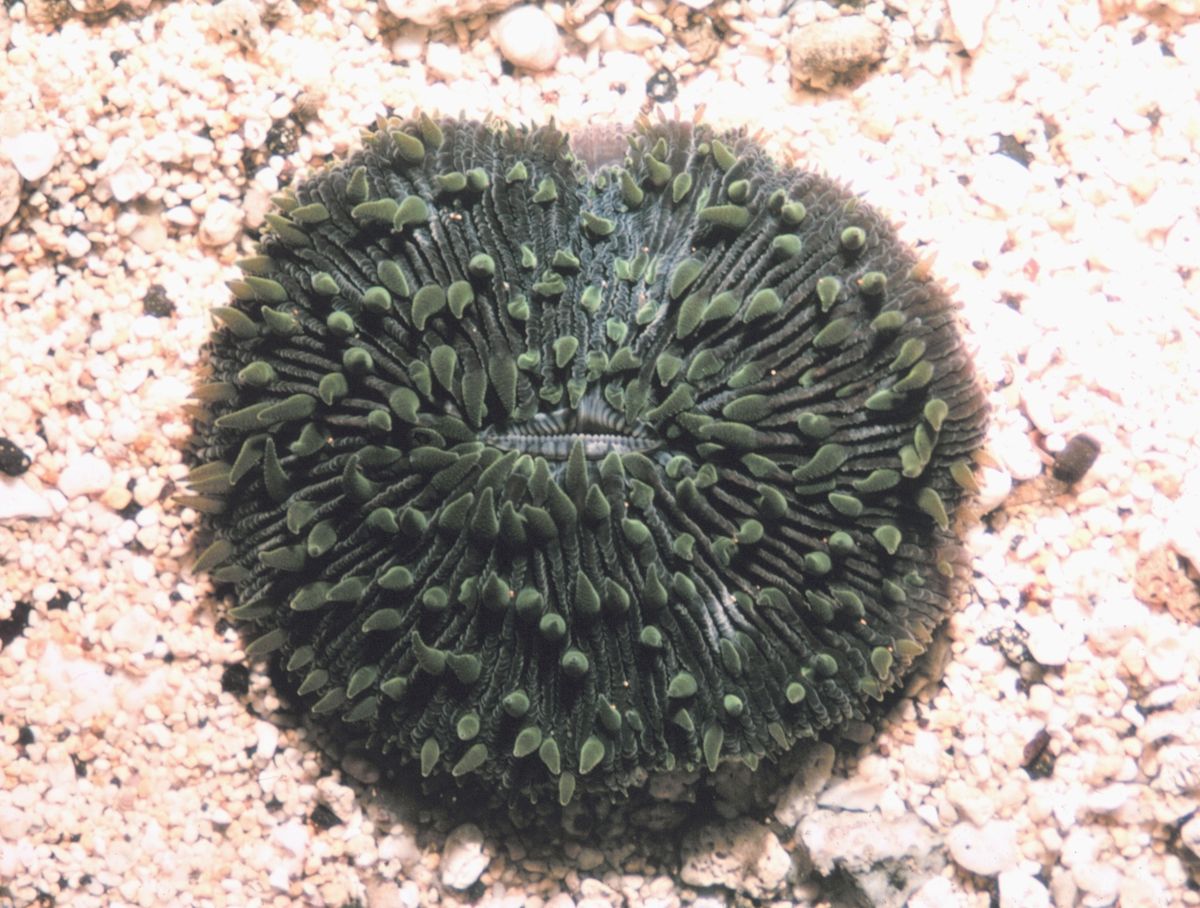 Fungia