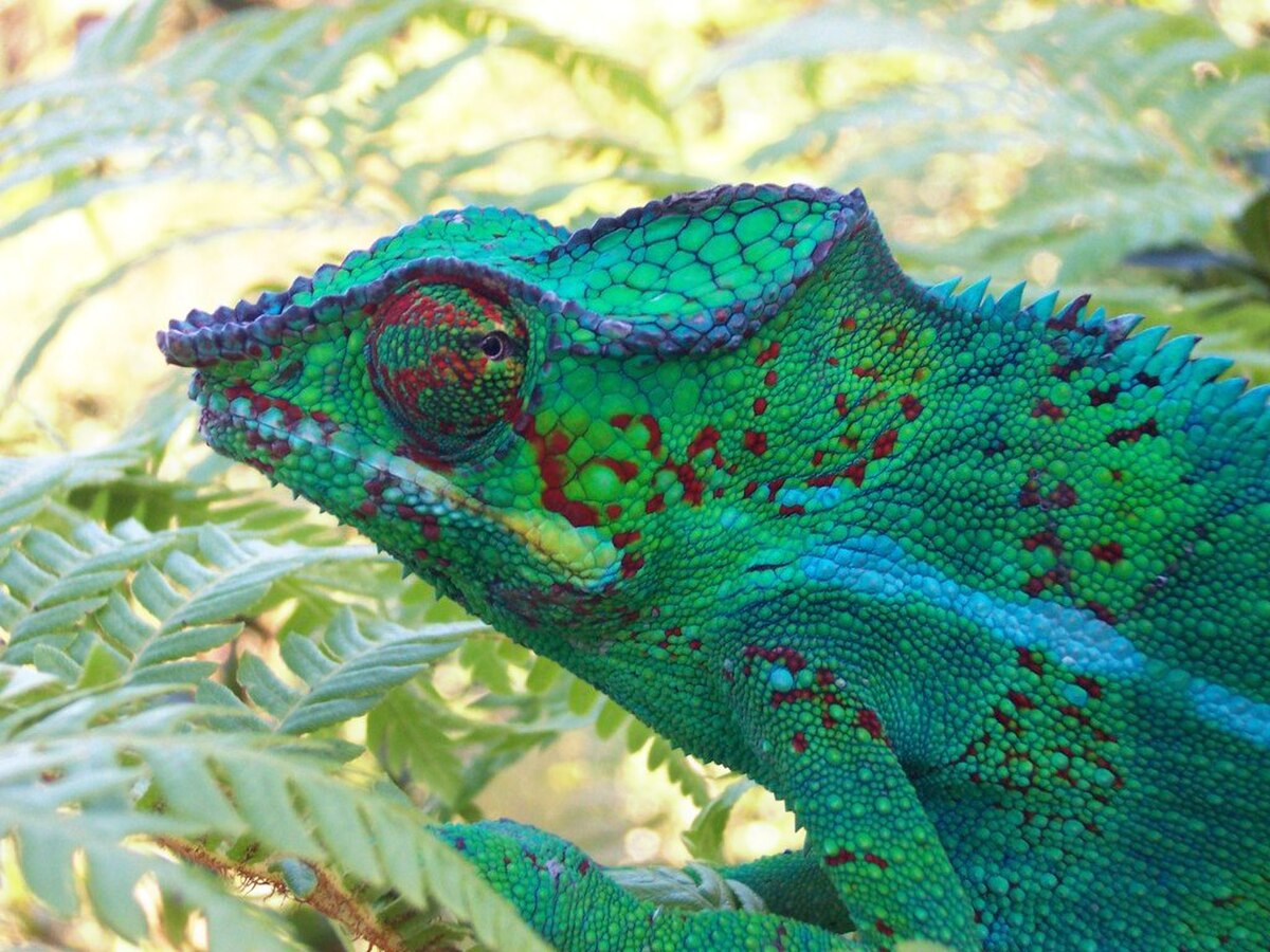 Furcifer