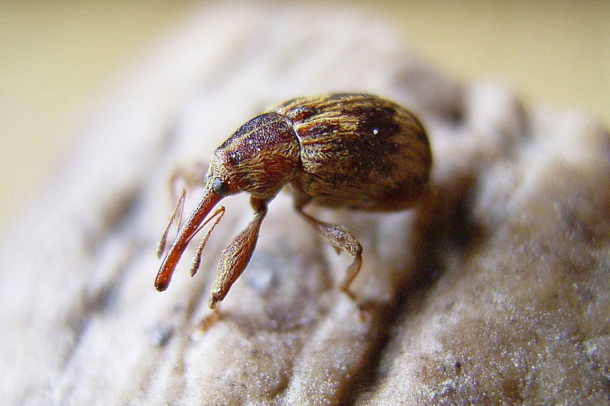 Curculionidae