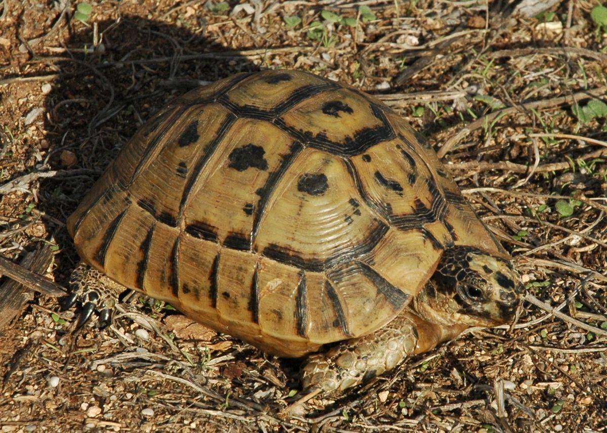 Tortue mauresque de Tunisie
