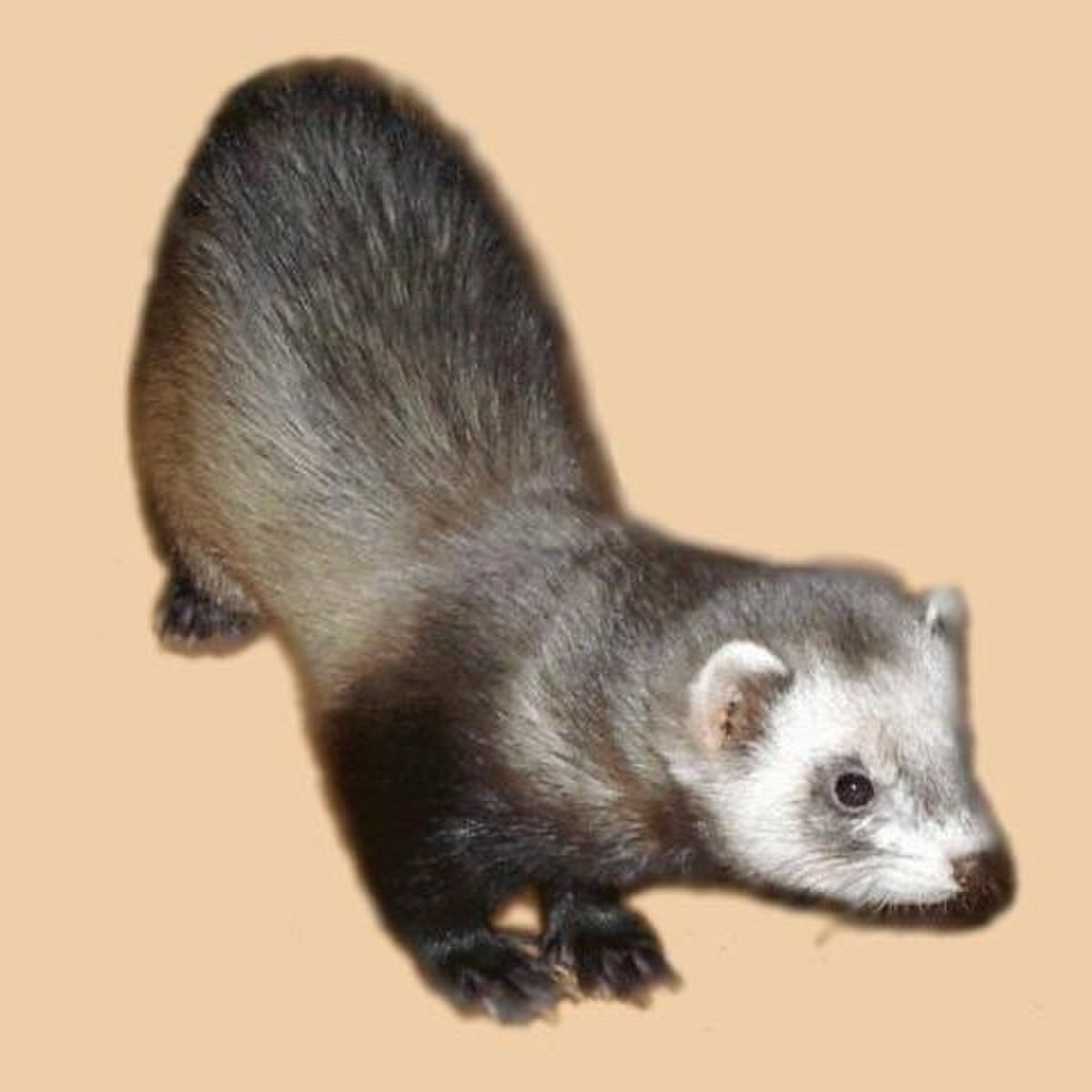 Furet