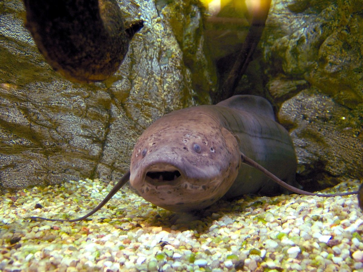 Protopterus