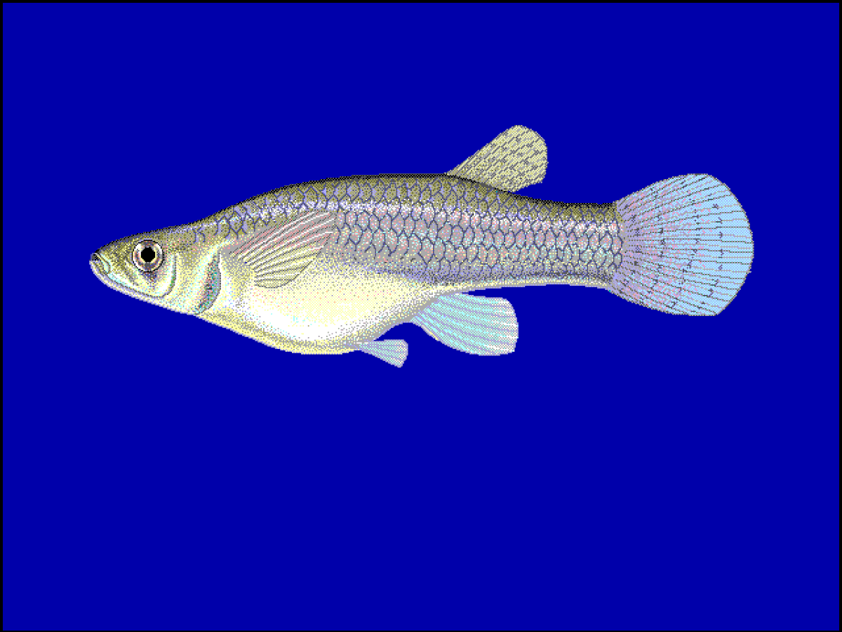 Gambusia