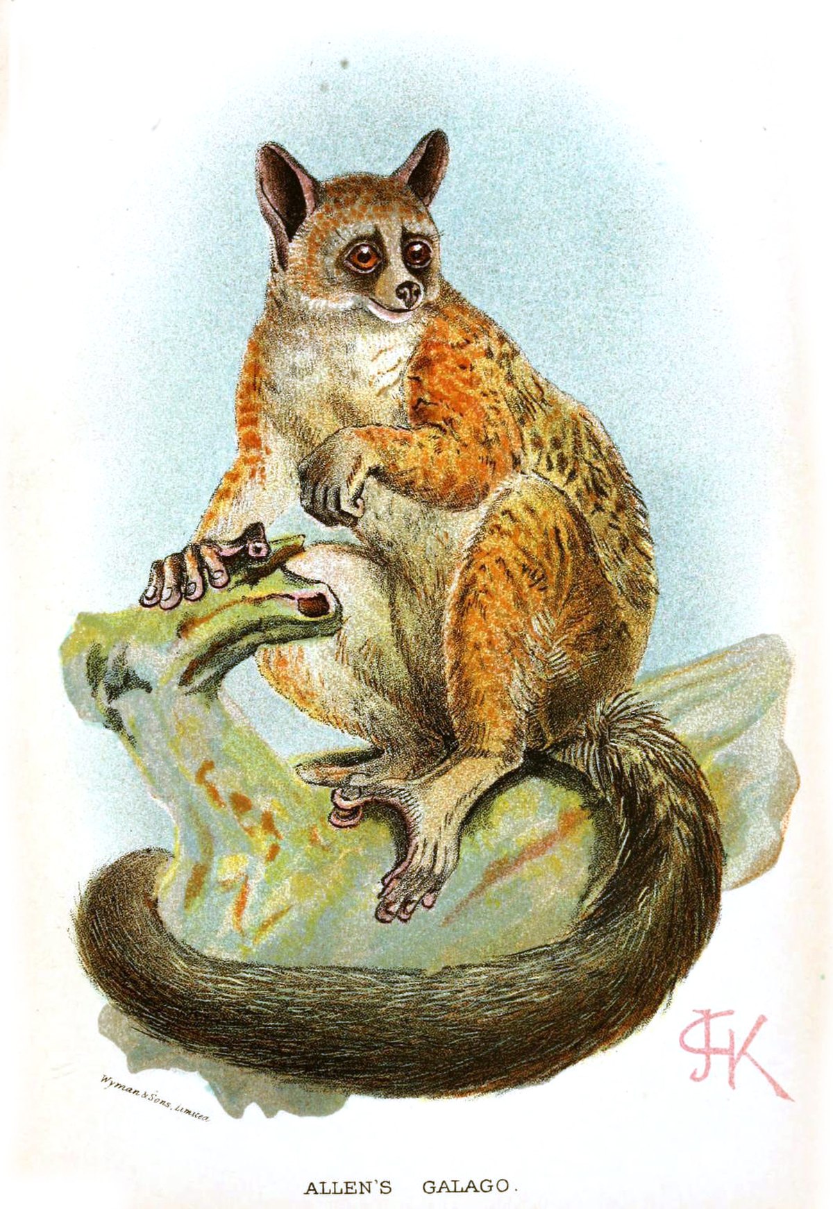 Galago d'Allen