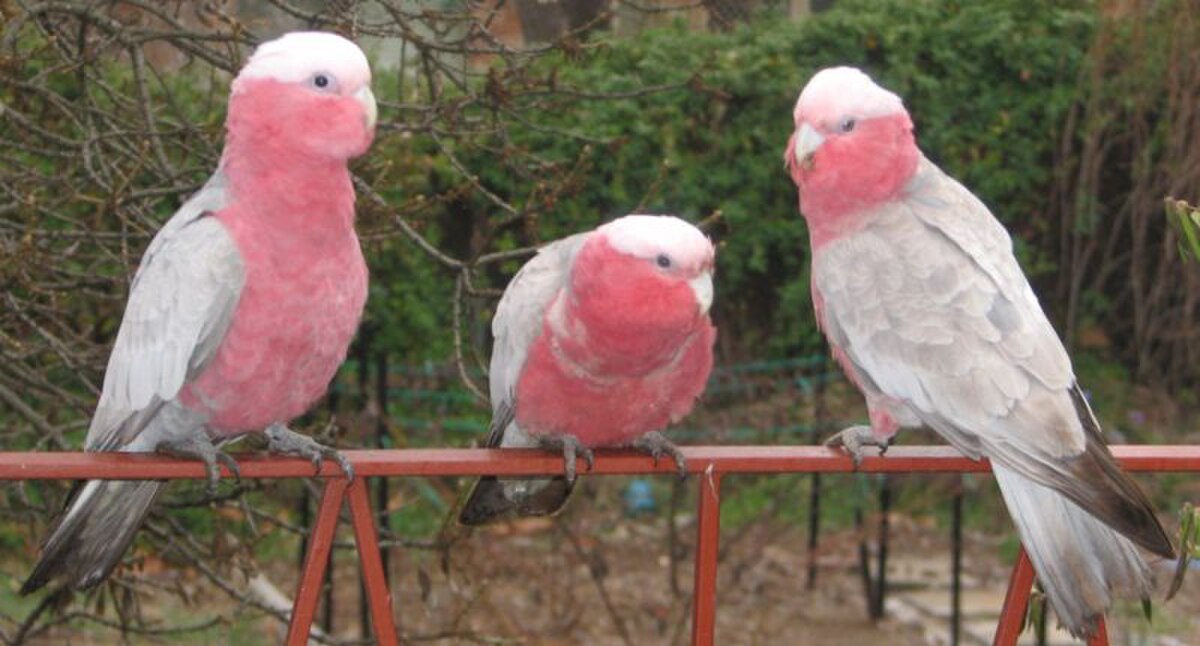 Galahs 2.jpg