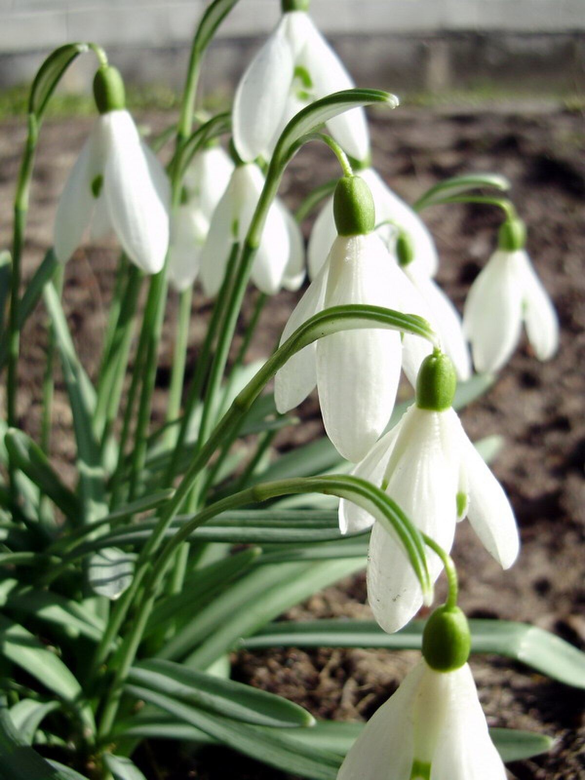 Galanthus nivalis