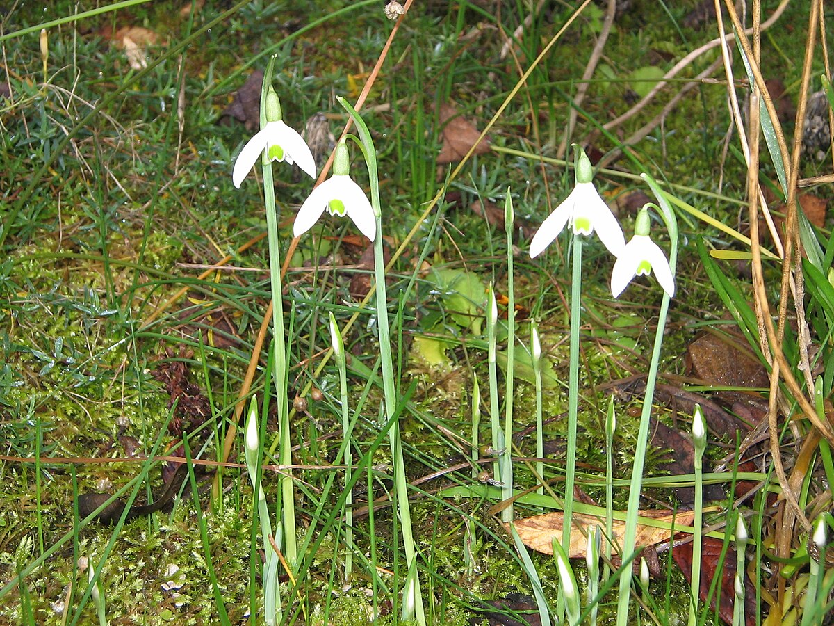 Galanthus reginae-olgae