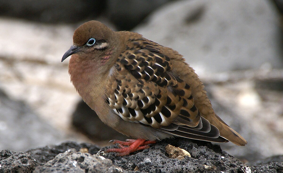 Tourterelle des Galapagos
