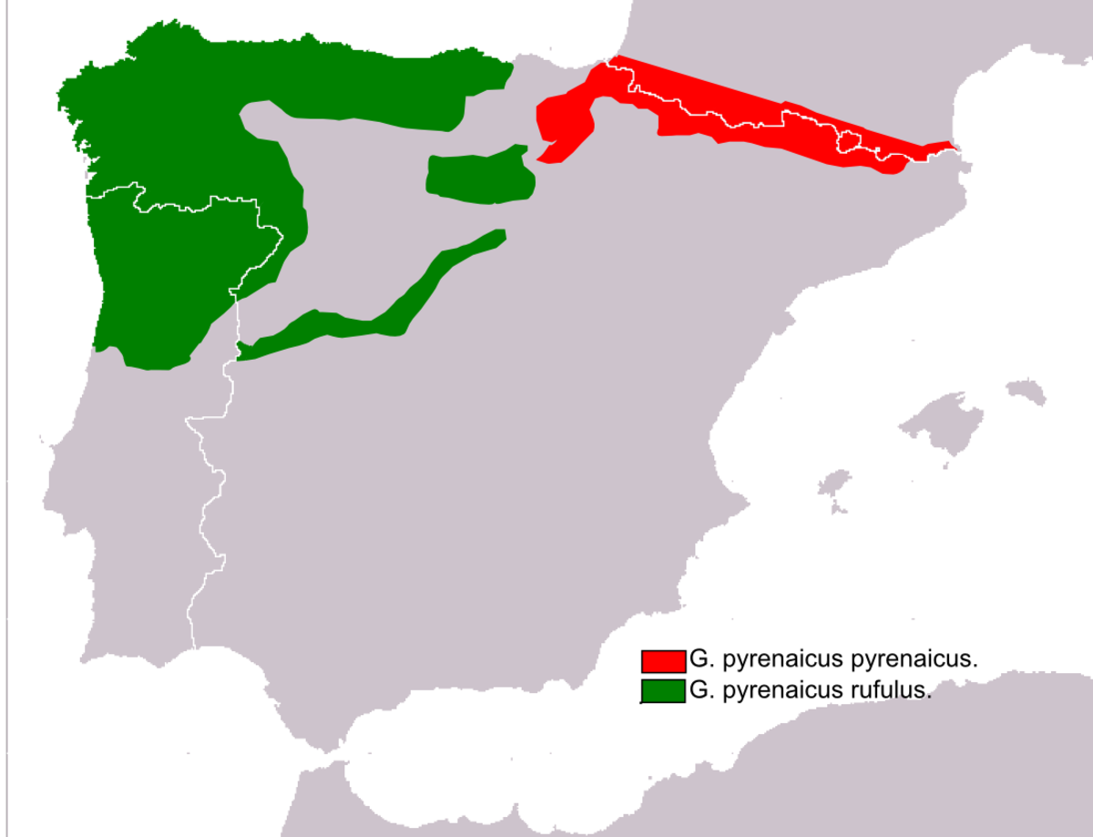 Aire de distribution des Galemys pyrenaicus