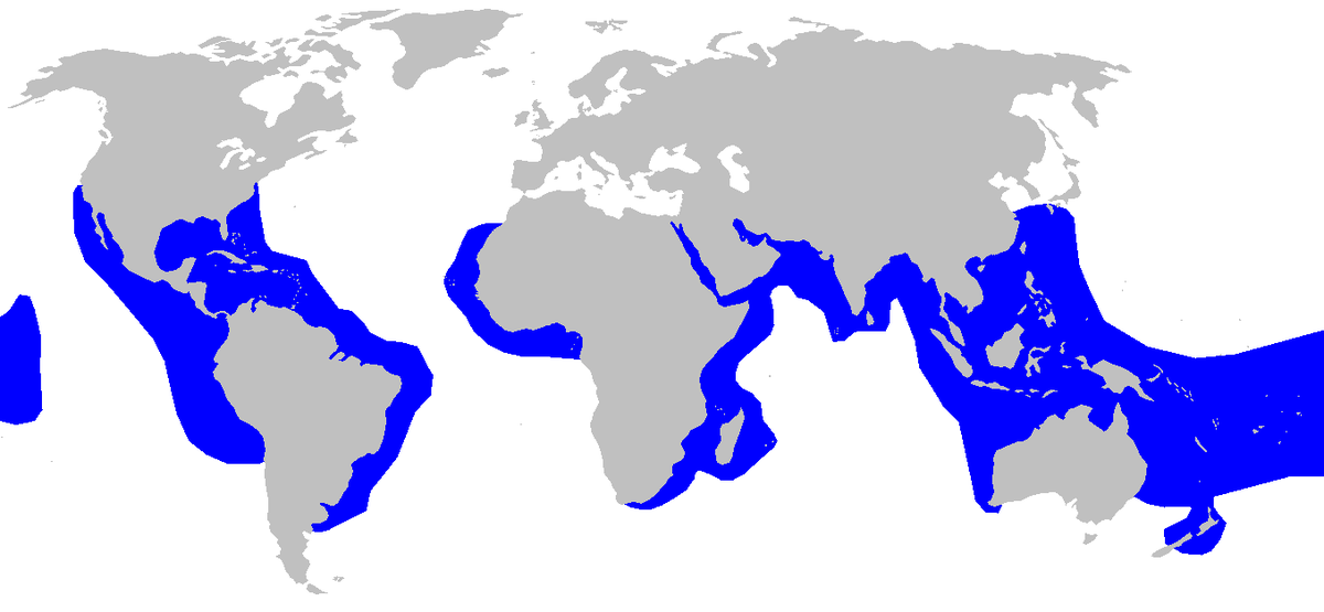 Galeocerdo cuvier distmap.png