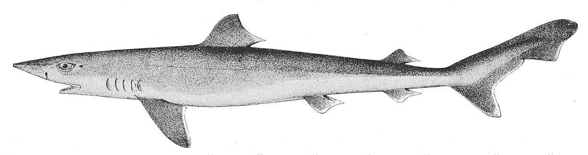 Galeorhinus galeus