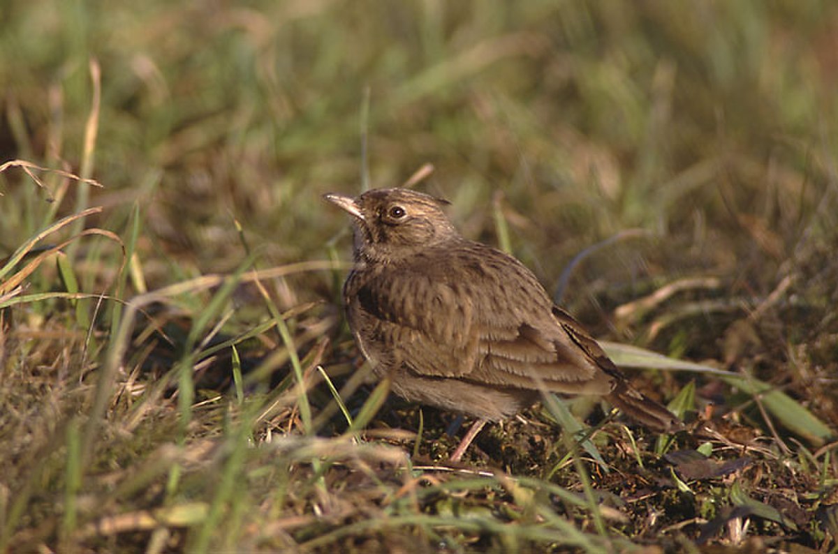 Alaudidae