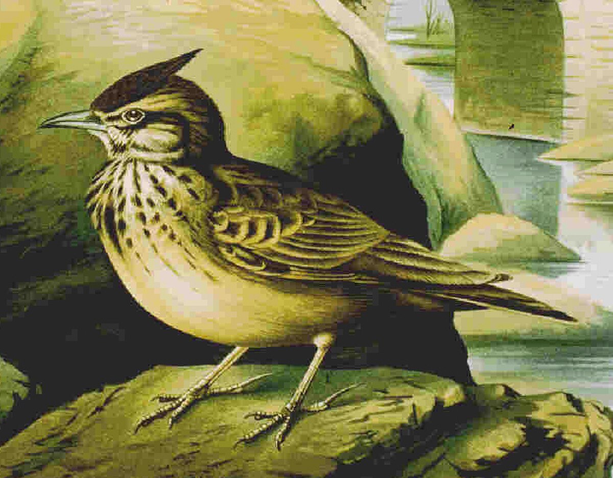 Cochevis de Thékla