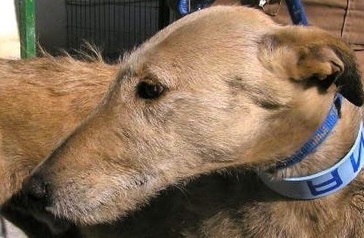Lévrier Galgo