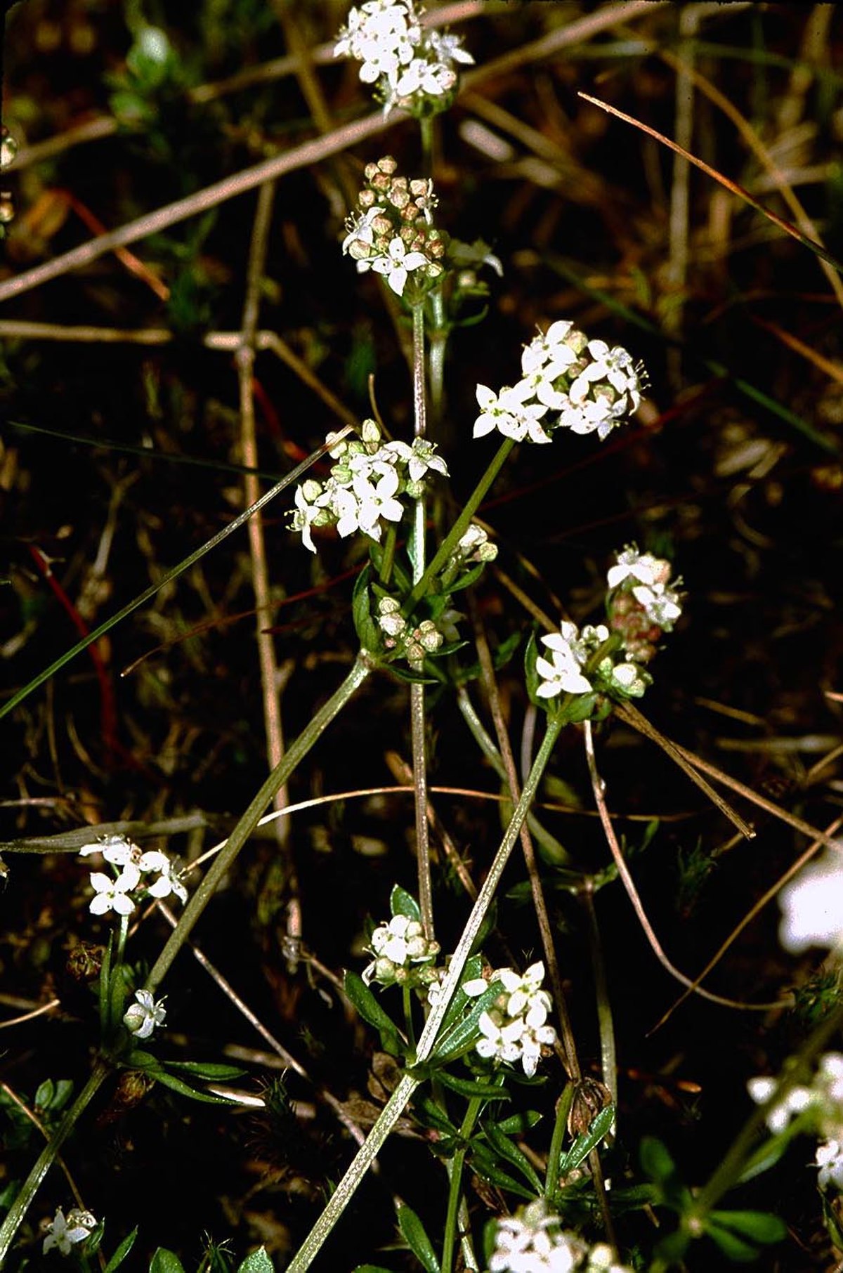 Galium saxatile