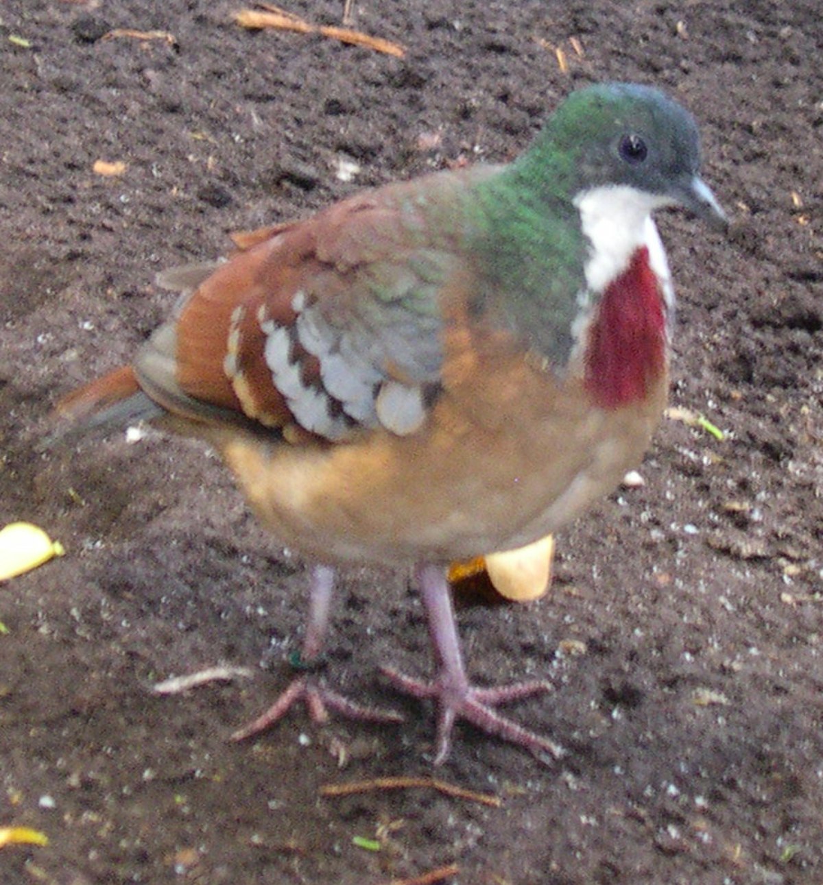 Gallicolombe de Bartlett