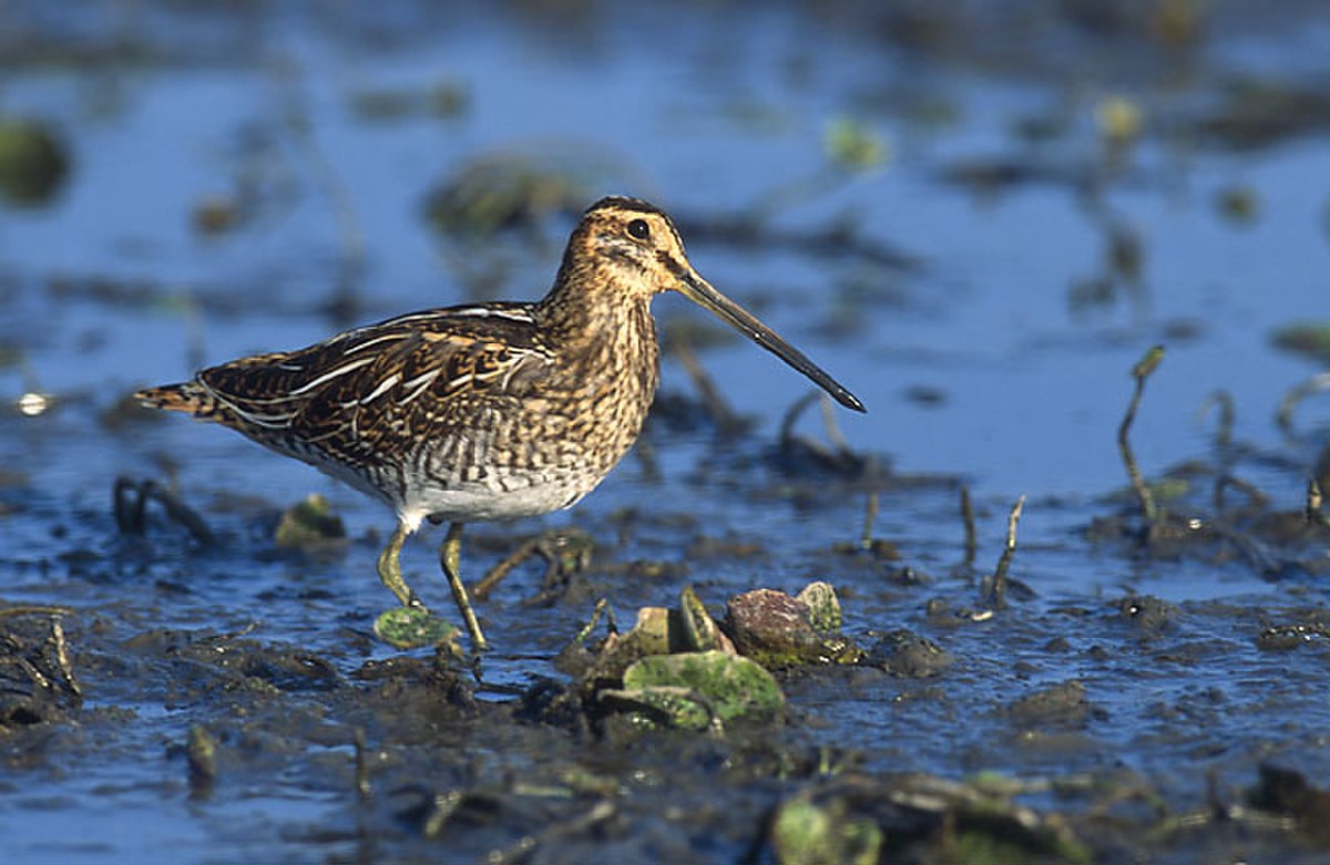 Gallinago