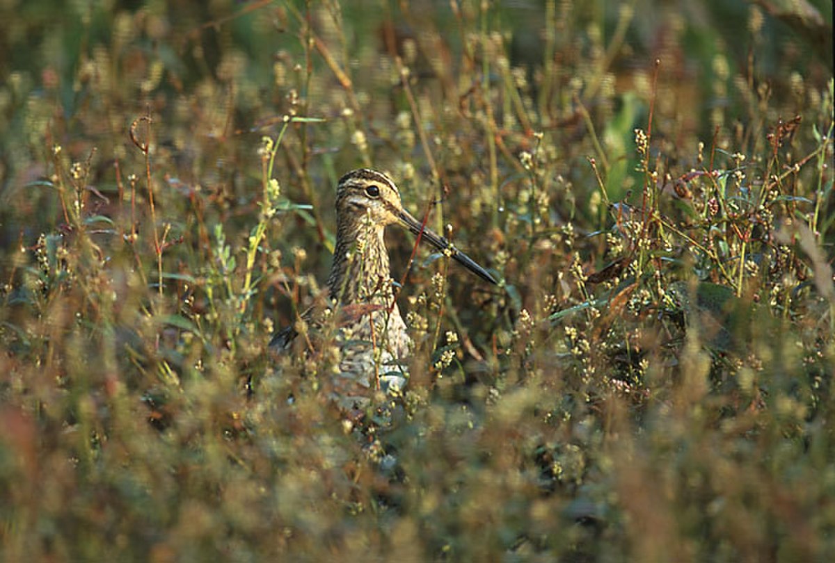Gallinago gallinago 4 (Marek Szczepanek).jpg