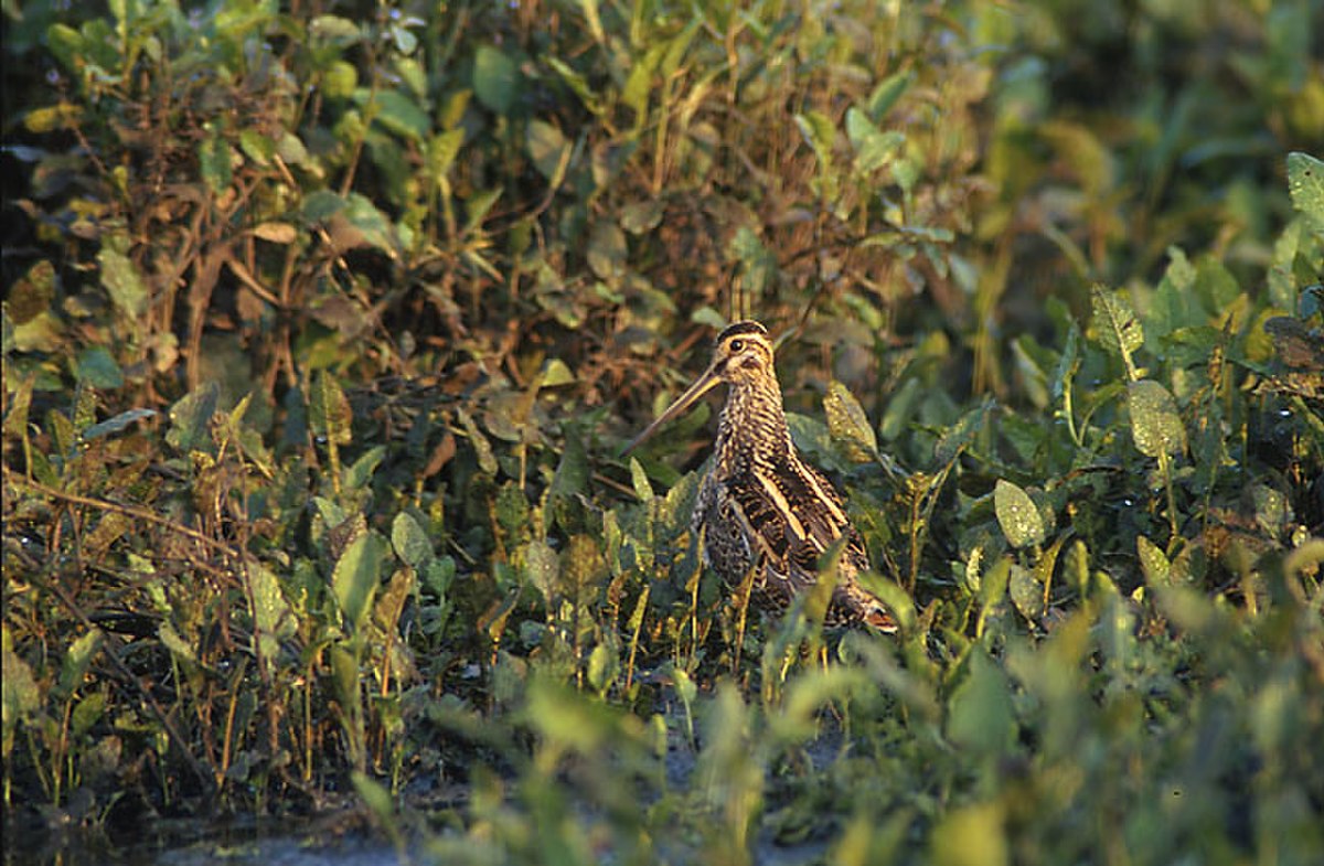 Gallinago gallinago 5 (Marek Szczepanek).jpg