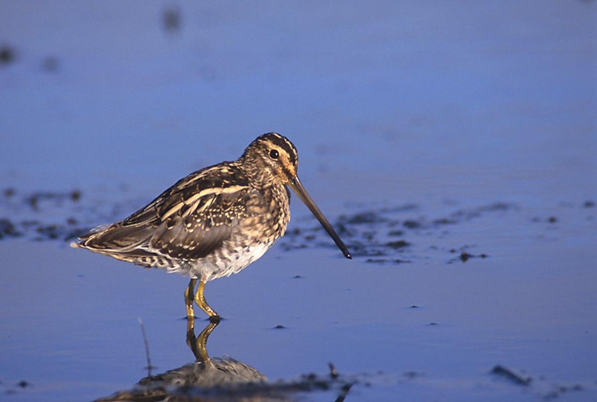 Gallinago gallinago 6 (Marek Szczepanek).jpg